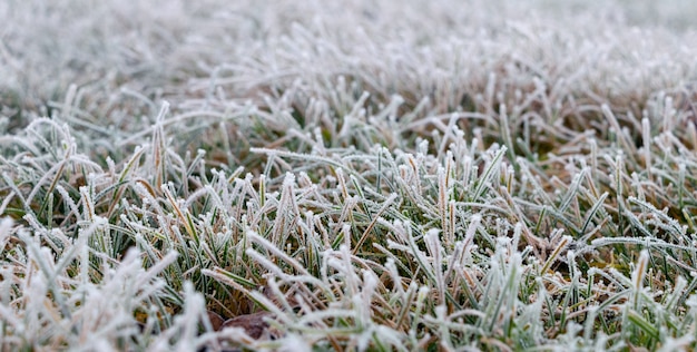 Hierba verde espesa cubierta de escarcha, fondo de otoño e invierno