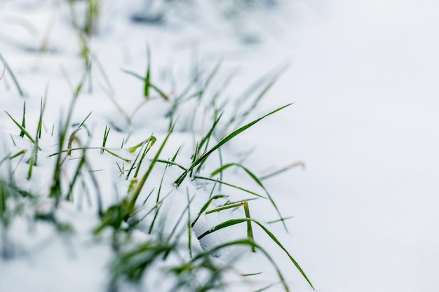 La hierba verde está cubierta de nieve la primera nieve al comienzo del invierno