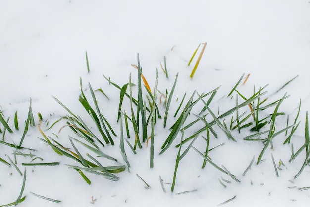 La hierba verde está cubierta de nieve la primera nieve al comienzo del invierno