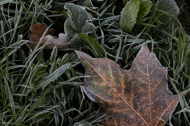 Hierba verde de finales de otoño y hojas con fondo de escarcha blanca