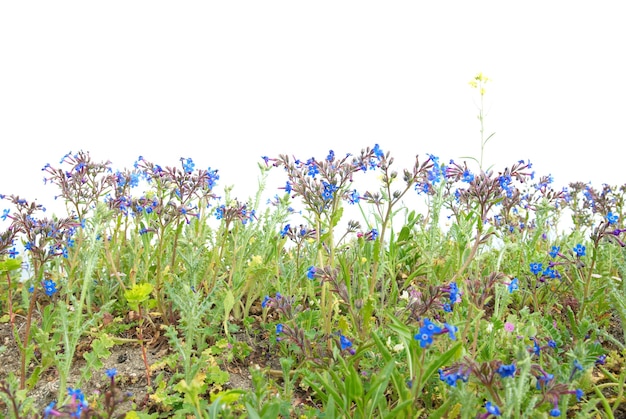 Hierba verde con flores azules aisladas