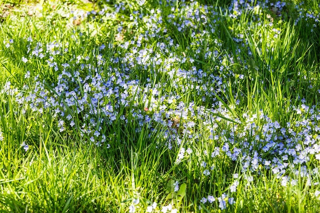 La hierba verde con flores azules crece y florece en el jardín botánico