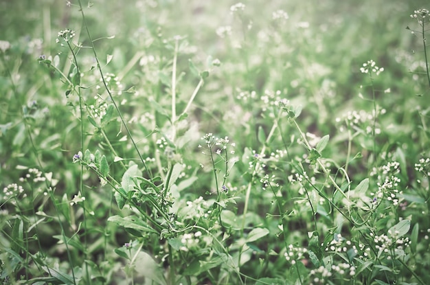 Hierba verde con flores blancas en enfoque selectivo