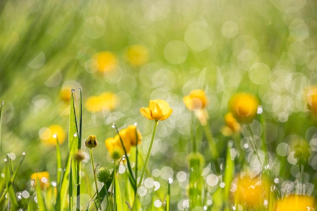 Foto hierba verde y flores silvestres amarillas por la mañana