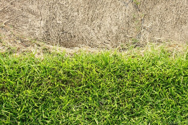 hierba verde y fondo de cemento