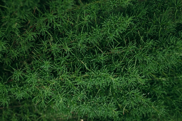 Foto hierba verde en el fondo del suelo