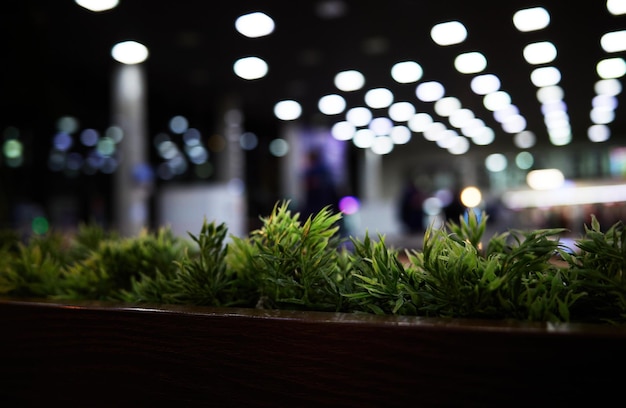 Hierba verde en el fondo de la valla fronteriza de la cafetería