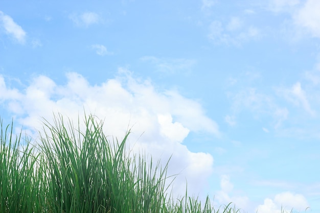Hierba verde fresca y cielo azul con nubes blancas