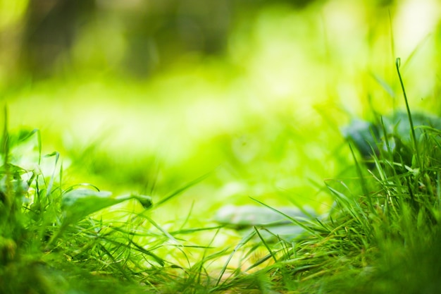 Hierba verde fresca en un día soleado de verano en el parque Hermoso paisaje de campo natural con fondo borroso