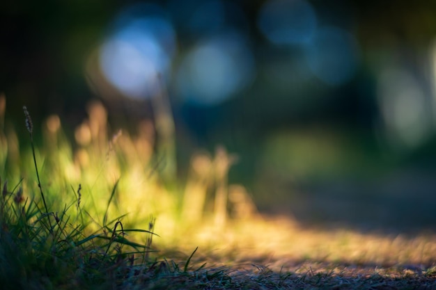 Hierba verde fresca en un día soleado de verano en el parque Hermoso paisaje de campo natural con fondo borroso