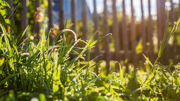 Hierba verde fresca en un día soleado de verano en el pueblo Hermoso paisaje natural de campo con fondo borroso