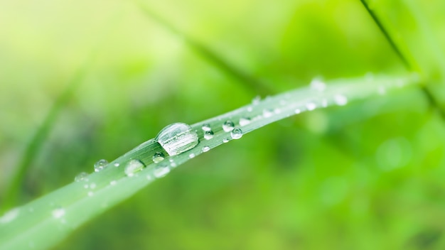 Hierba verde fresca y exuberante con gotas de rocío de agua de enfoque selectivo en el amanecer de la mañana, fondo de entorno de vegetación de frescura