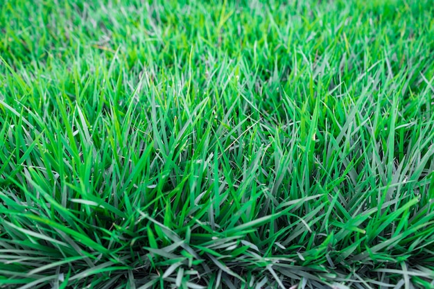 Hierba verde fresca en el fondo de verano