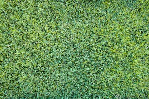 Hierba verde fresca en el fondo de verano