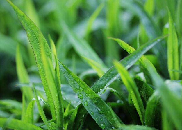 Hierba verde fresca con una gota de agua bajo el sol