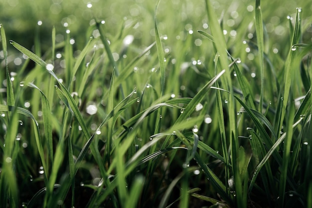 Hierba verde fresca con gotas de agua fondo verde natural