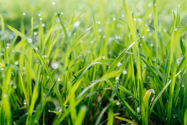 Hierba verde fresca con gotas de agua fondo verde natural