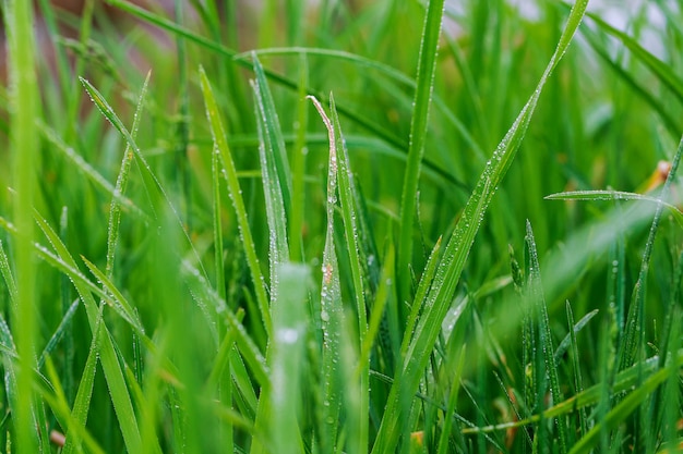 Hierba verde fresca con gotas de agua