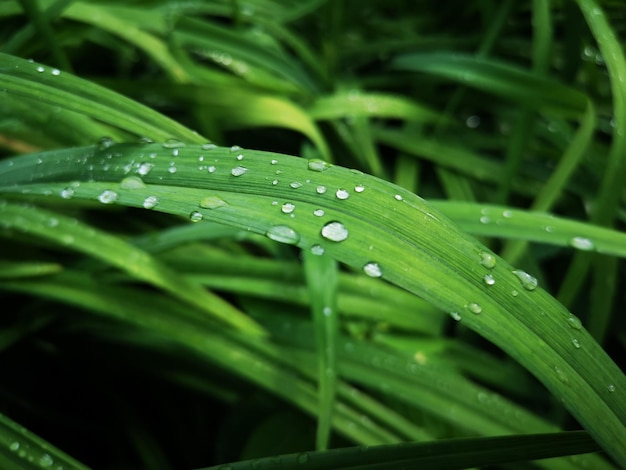 Hierba verde fresca con gotas de rocío después de la lluvia