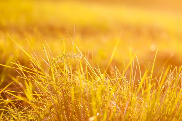 Hierba verde fresca con gotas de rocío en el sol suave dorado al atardecer. Fondo de naturaleza de verano.