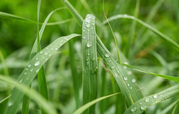 Hierba verde fresca con gotas de rocío