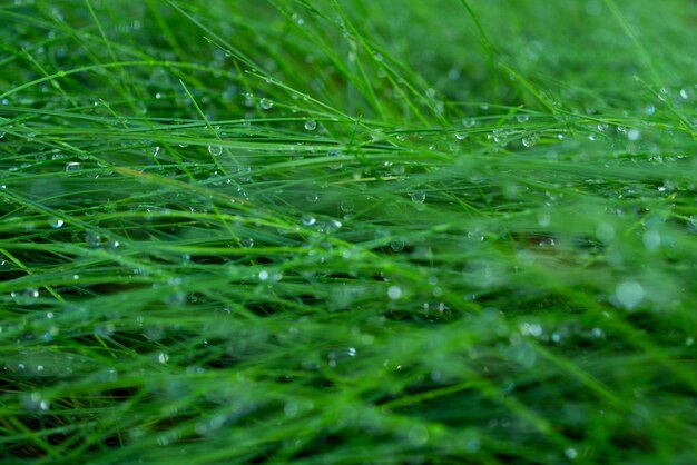 Hierba verde fresca hierba de primavera con gotas de rocío enfoque suave espacio de copia de fondo de naturaleza abstracta