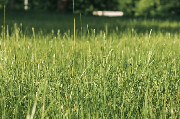 Hierba verde fresca y joven en el prado de primavera