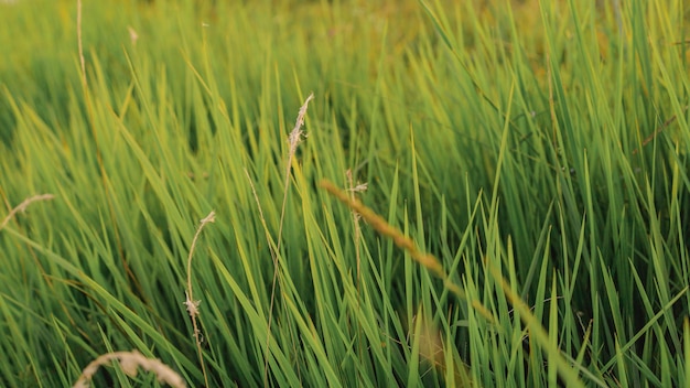 Hierba verde fresca en la naturaleza al atardecer