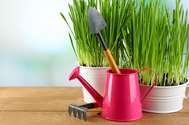 Hierba verde fresca en pequeños cubos de metal regadera y herramientas de jardín en una mesa de madera sobre fondo brillante