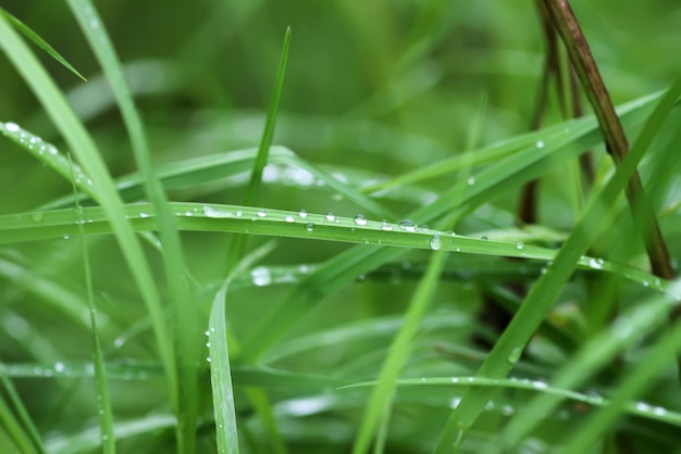 Hierba verde fresca en la pradera de verano en gotas de agua después de la lluvia.