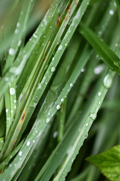 Hierba verde fresca en la pradera de verano en gotas de agua después de la lluvia.