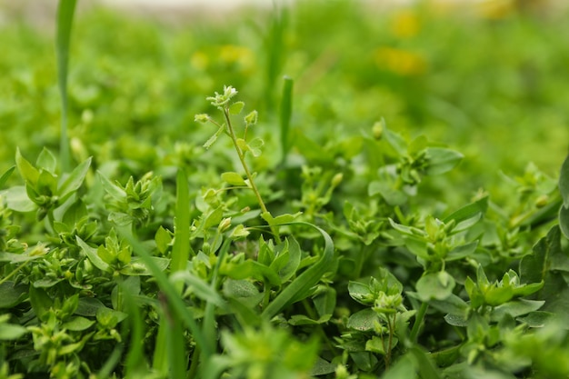 Hierba verde fresca. La primavera florece. Hermoso día de primavera