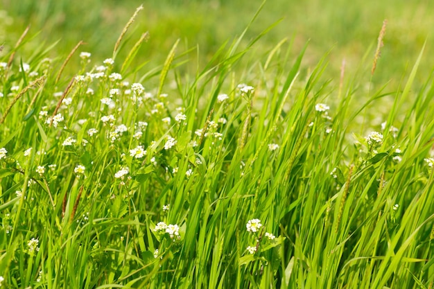 Hierba verde fresca de primavera en el fondo de la mañana