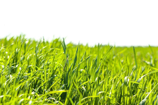 Hierba verde fresca de primavera en el fondo de la mañana