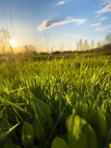 Hierba verde fresca de primavera sobre un fondo de cielo azul