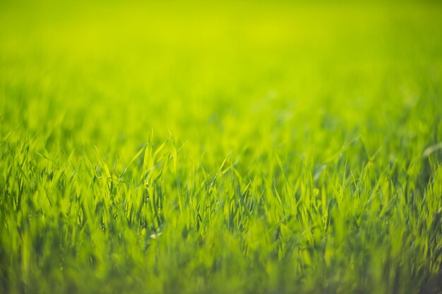 Hierba verde fresca en un primer plano de un día soleado de verano Hermoso paisaje rural natural con un fondo borroso para el diseño y proyectos de naturaleza