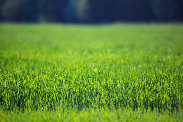 Hierba verde fresca en un primer plano de un día soleado de verano Hermoso paisaje rural natural con un fondo borroso para el diseño y proyectos de naturaleza