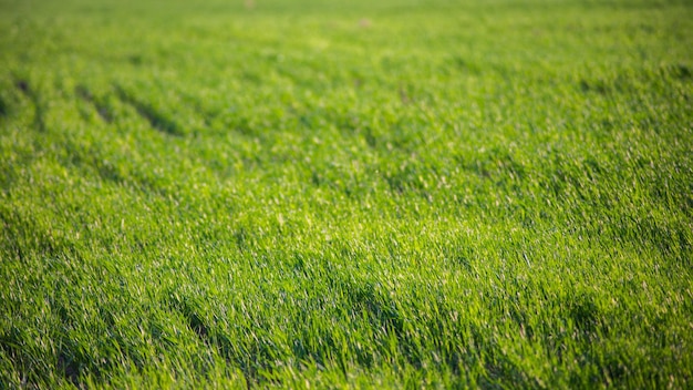 Hierba verde fresca en un primer plano de un día soleado de verano Hermoso paisaje rural natural con un fondo borroso para el diseño y proyectos de naturaleza