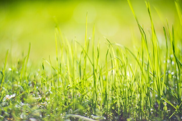 Hierba verde fresca en un primer plano de un día soleado de verano Hermoso paisaje rural natural con un fondo borroso para el diseño y proyectos de naturaleza