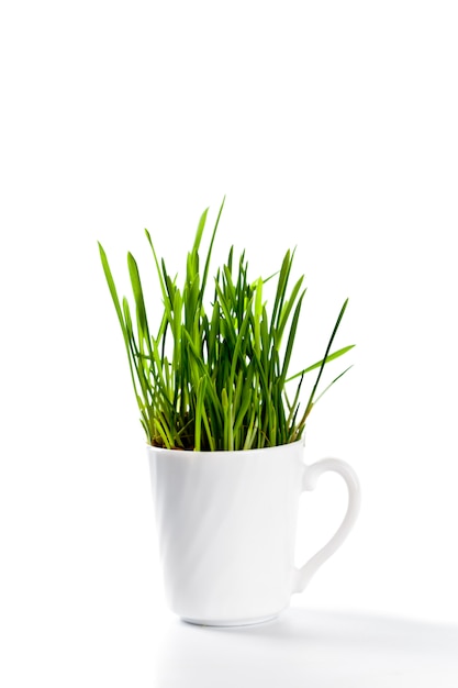 Hierba verde fresca en taza de café
