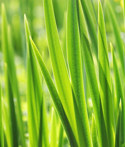 Hierba verde con gota de agua en sol