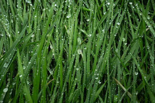 Foto hierba verde con gotas de agua de cerca