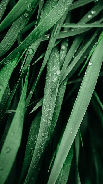 Hierba verde con gotas de agua como textura de fondo