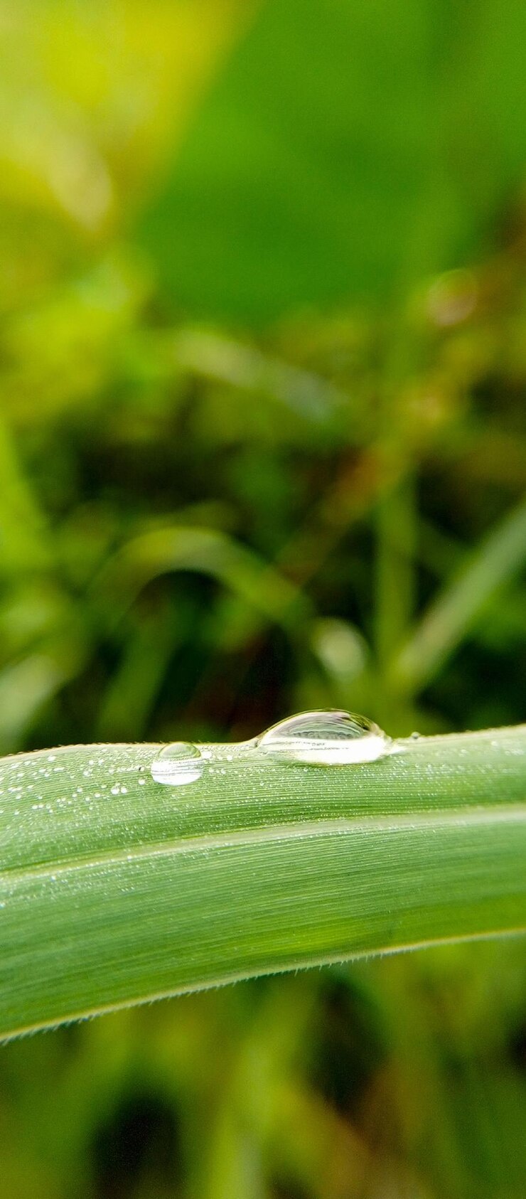 una hierba verde con gotas de agua en ella