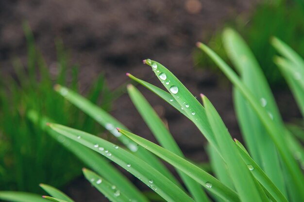 Hierba verde con gotas de agua en las hojas. Enfoque selectivo. Naturaleza.