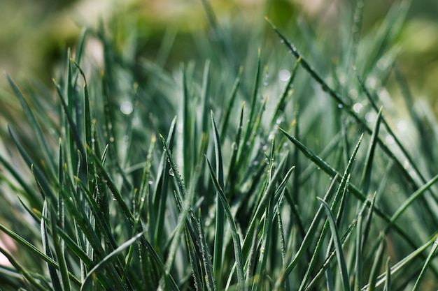 Hierba verde con gotas de agua