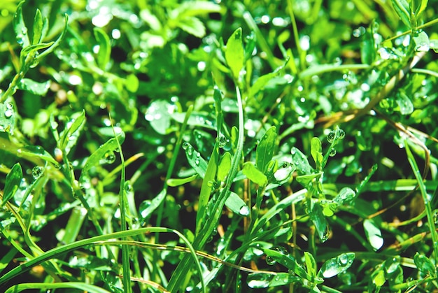 Hierba verde con gotas de agua