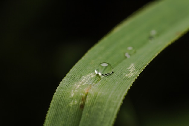 Hierba verde con gotas de agua