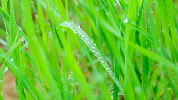 Hierba verde con gotas después de la lluvia closeup