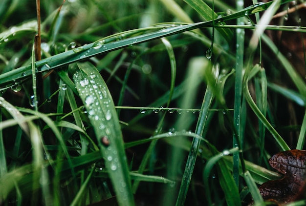 Hierba verde con gotas de lluvia en el bosque